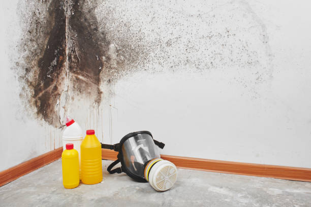 Best Professional Mold Removal  in Osceola, IN