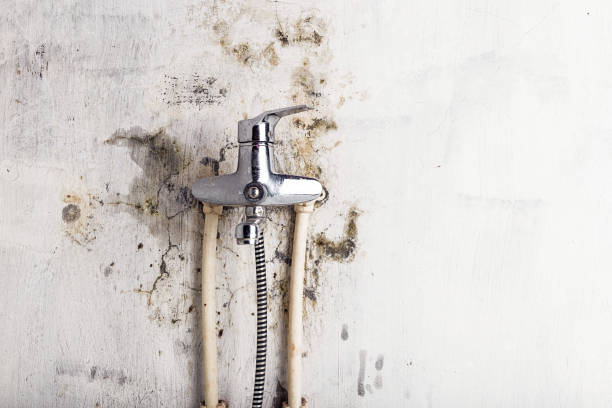 Best Office Mold Removal Services  in Osceola, IN