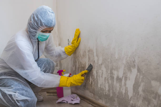 Best Commercial Mold Removal  in Osceola, IN
