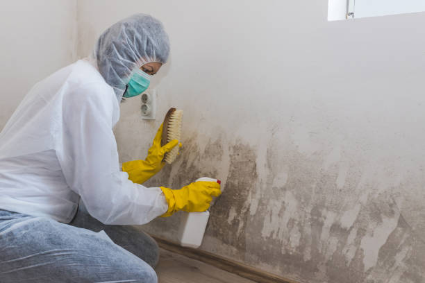 Professional Mold Removal in Osceola, IN