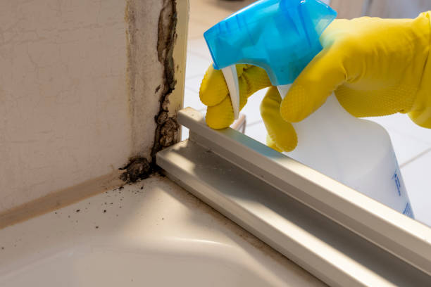 Best Mold Damage Repair  in Osceola, IN