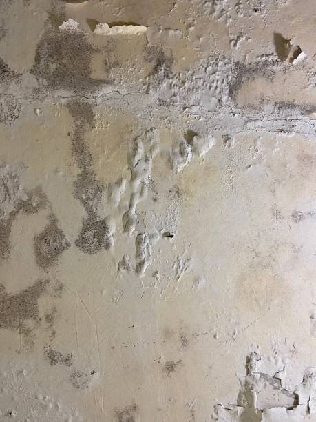 Best Black Mold Removal  in Osceola, IN
