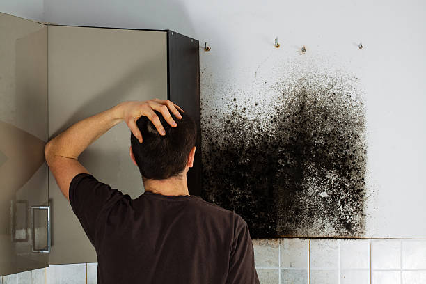 Best Certified Mold Removal  in Osceola, IN