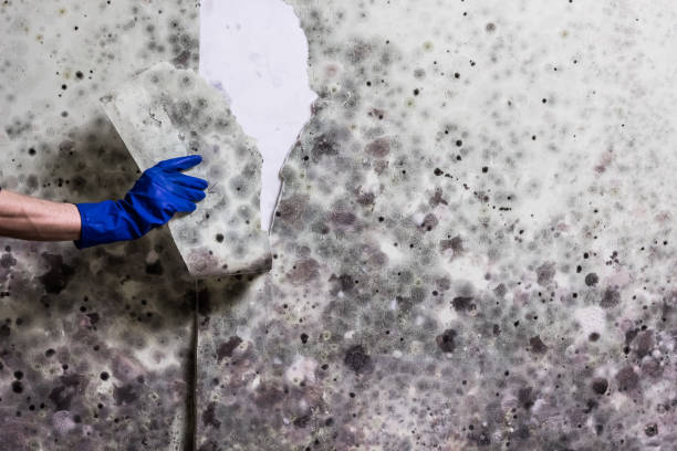 Best Residential Mold Removal  in Osceola, IN