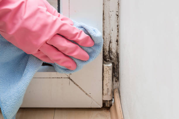 Best Mold Remediation  in Osceola, IN